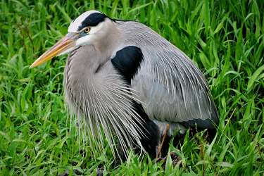 Hunkered down Heron