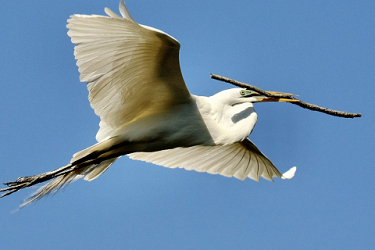 Flying Great Egret with nesting material