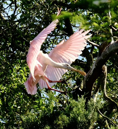 Roseate Spoonbill landing