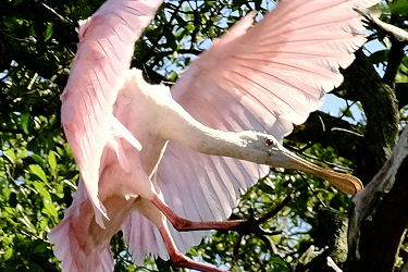 Roseate Spoonbill landing