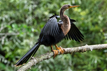 A Soaked Anhinga