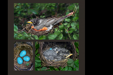 Robins In The Round