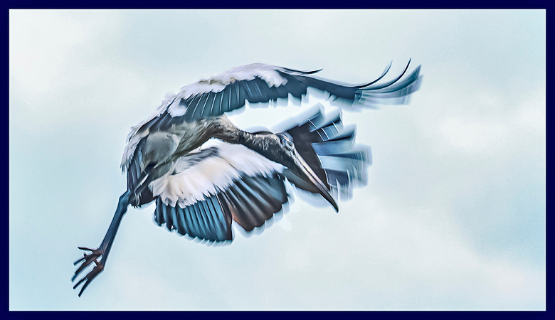 Woodstork in Motion