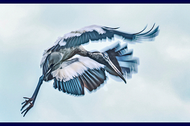 Woodstork in Motion