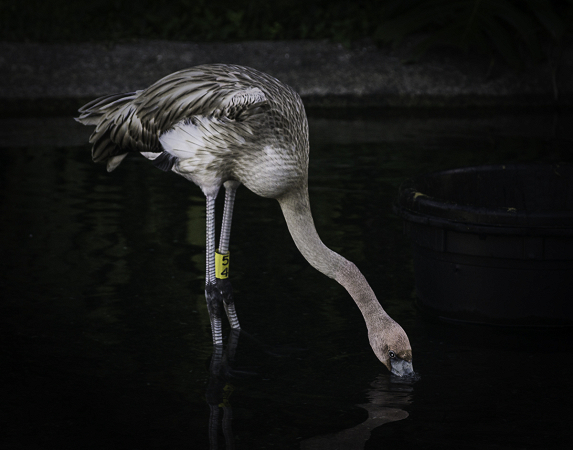 Taking a Drink