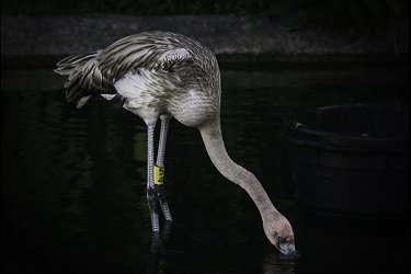 Taking a Drink