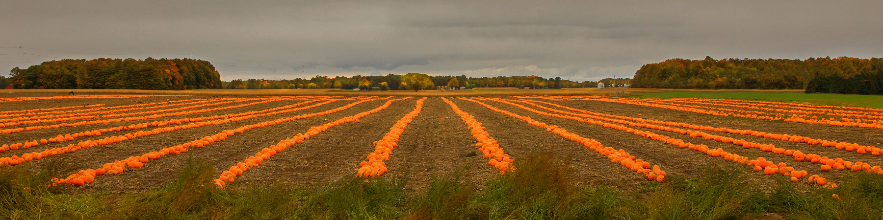 Harvest Time