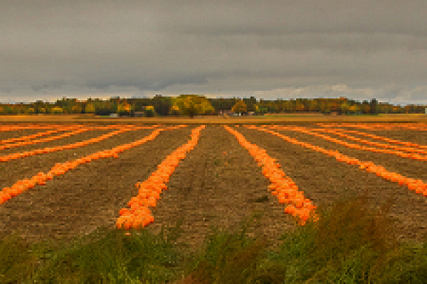 Harvest Time