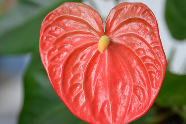 Anthuriums -Score 80.33