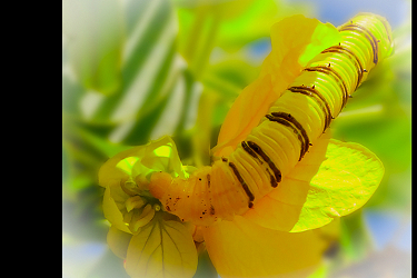 Yellow Flower Caterpillar - Score 85