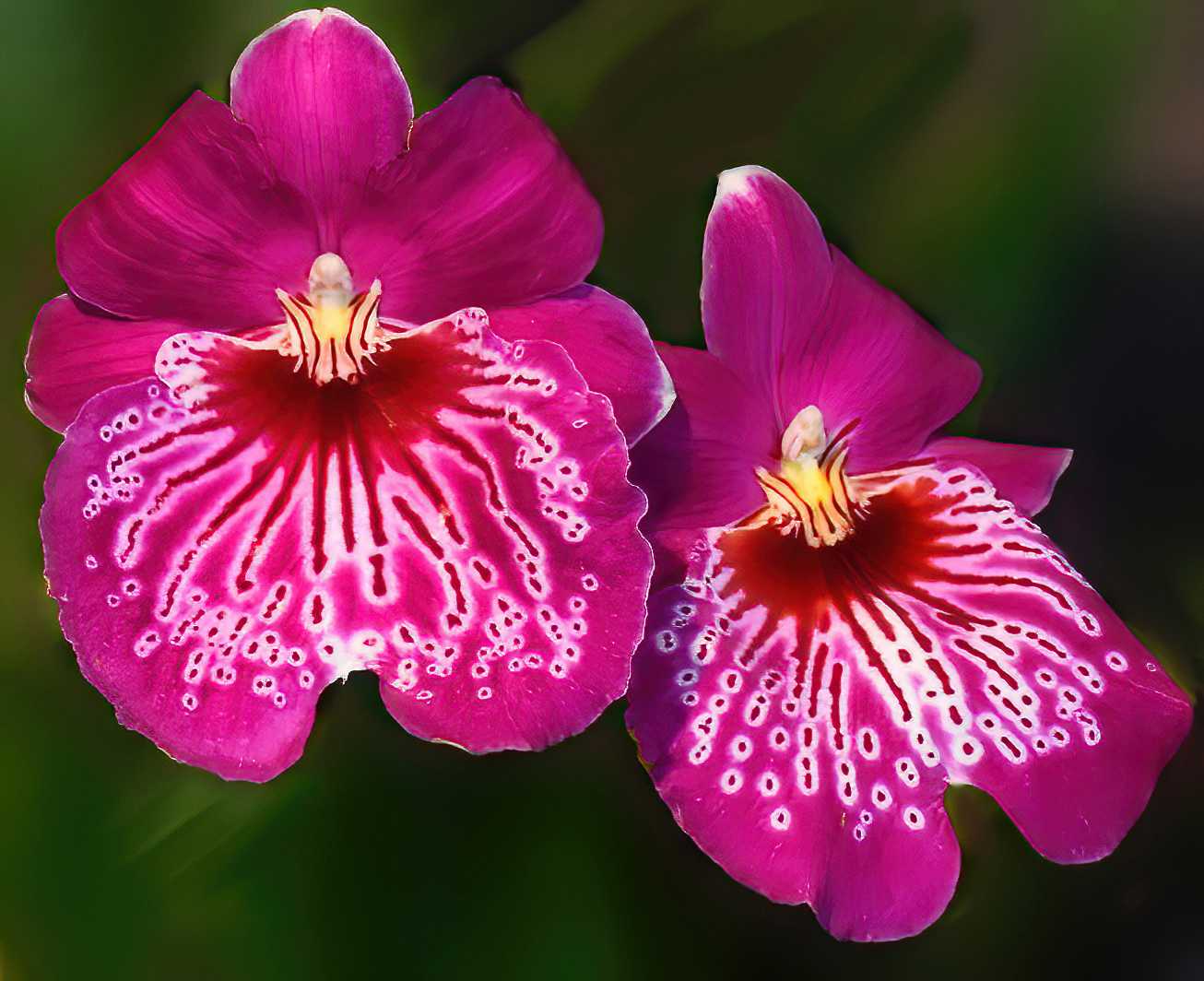 Purple Orchid Gowns