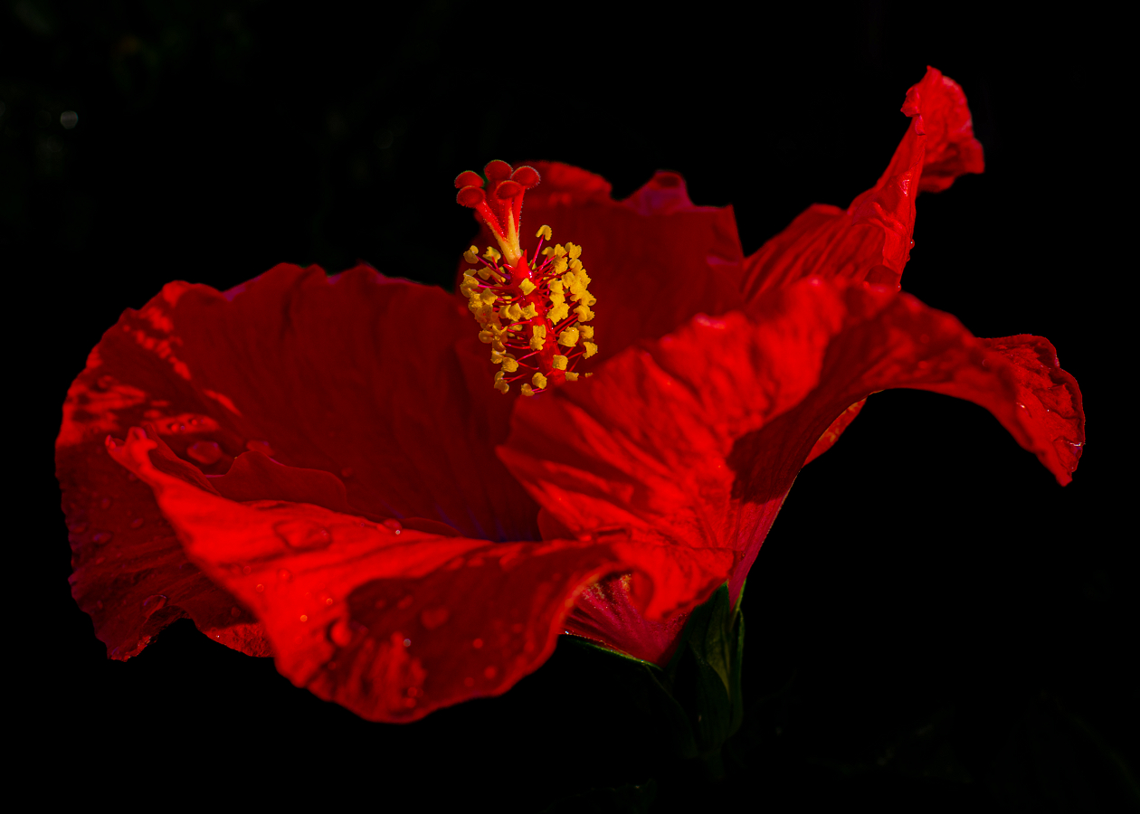 Red Ballerina