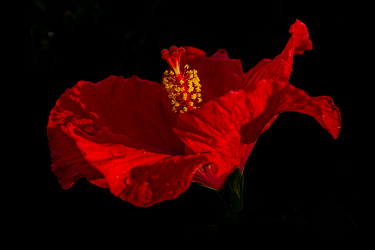 Red Ballerina