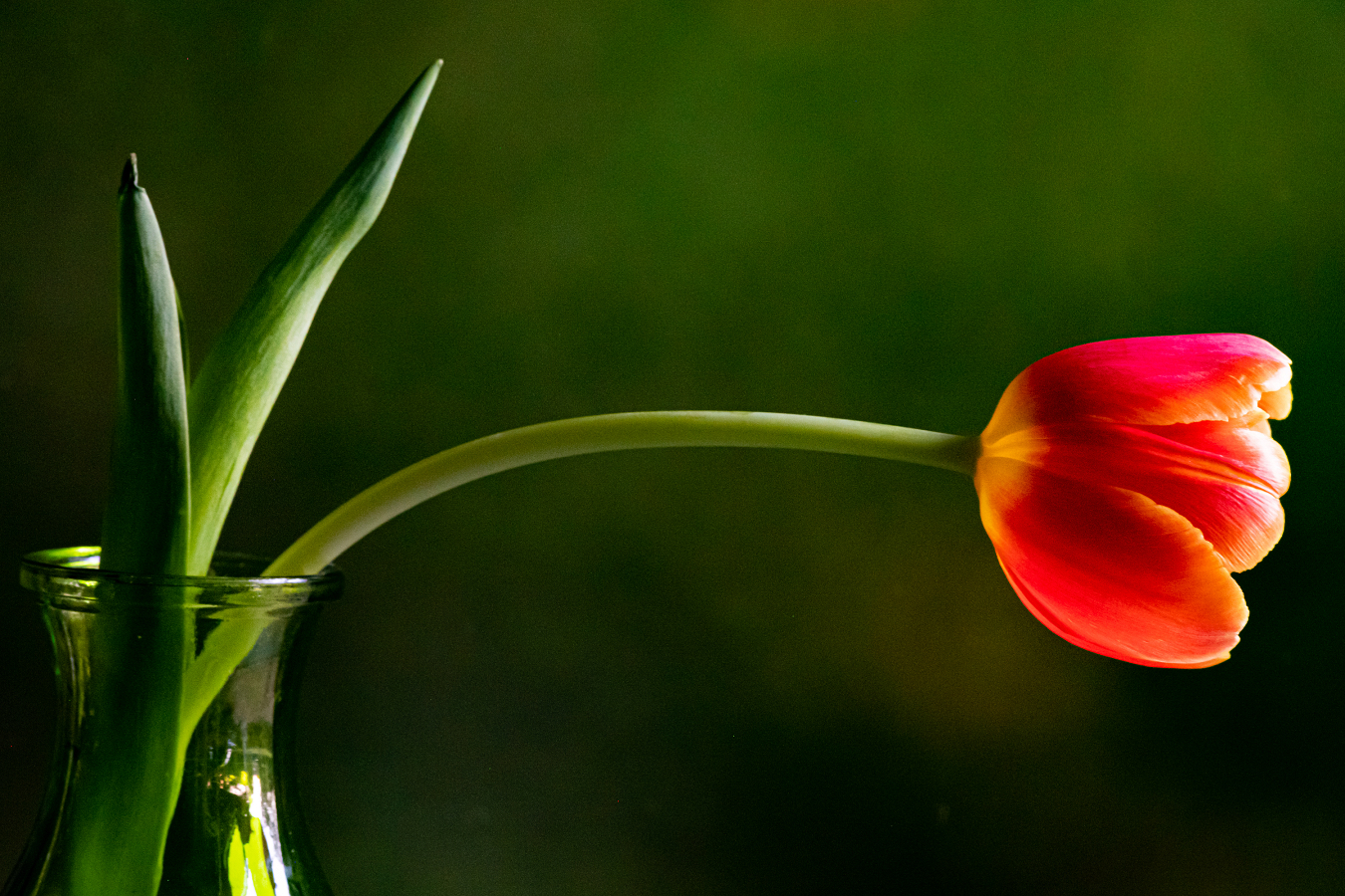 Orange Tulip