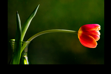 Orange Tulip