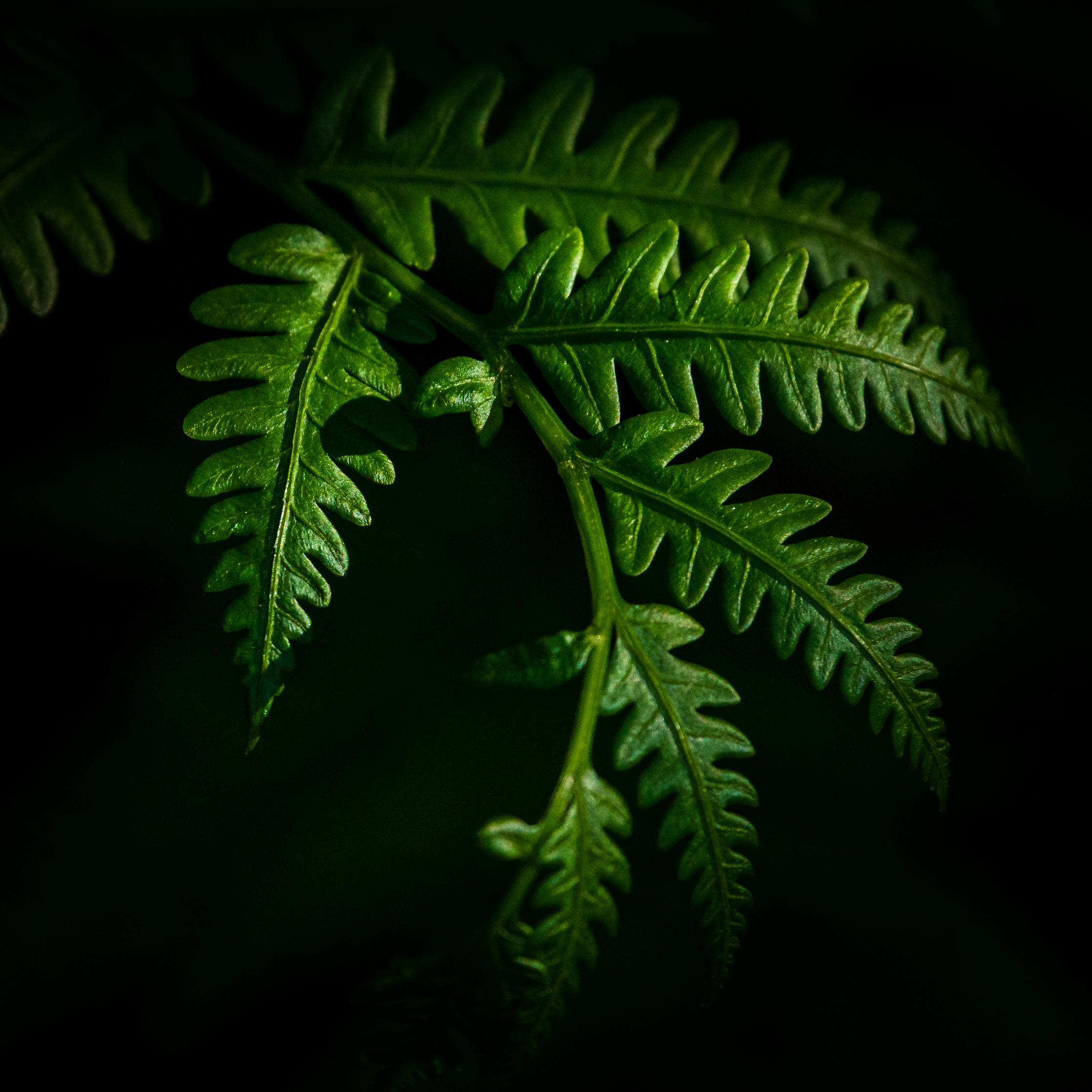 Green Leaves