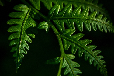 Green Leaves