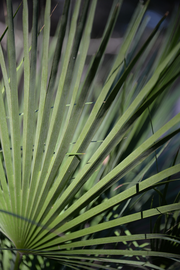 Green fan.