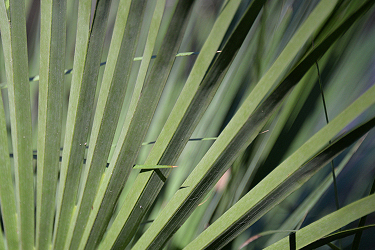 Green fan.