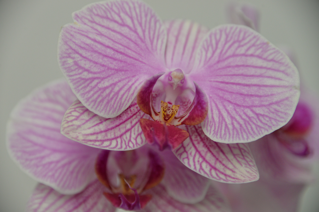 Phalaenopsis