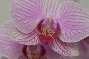 Phalaenopsis