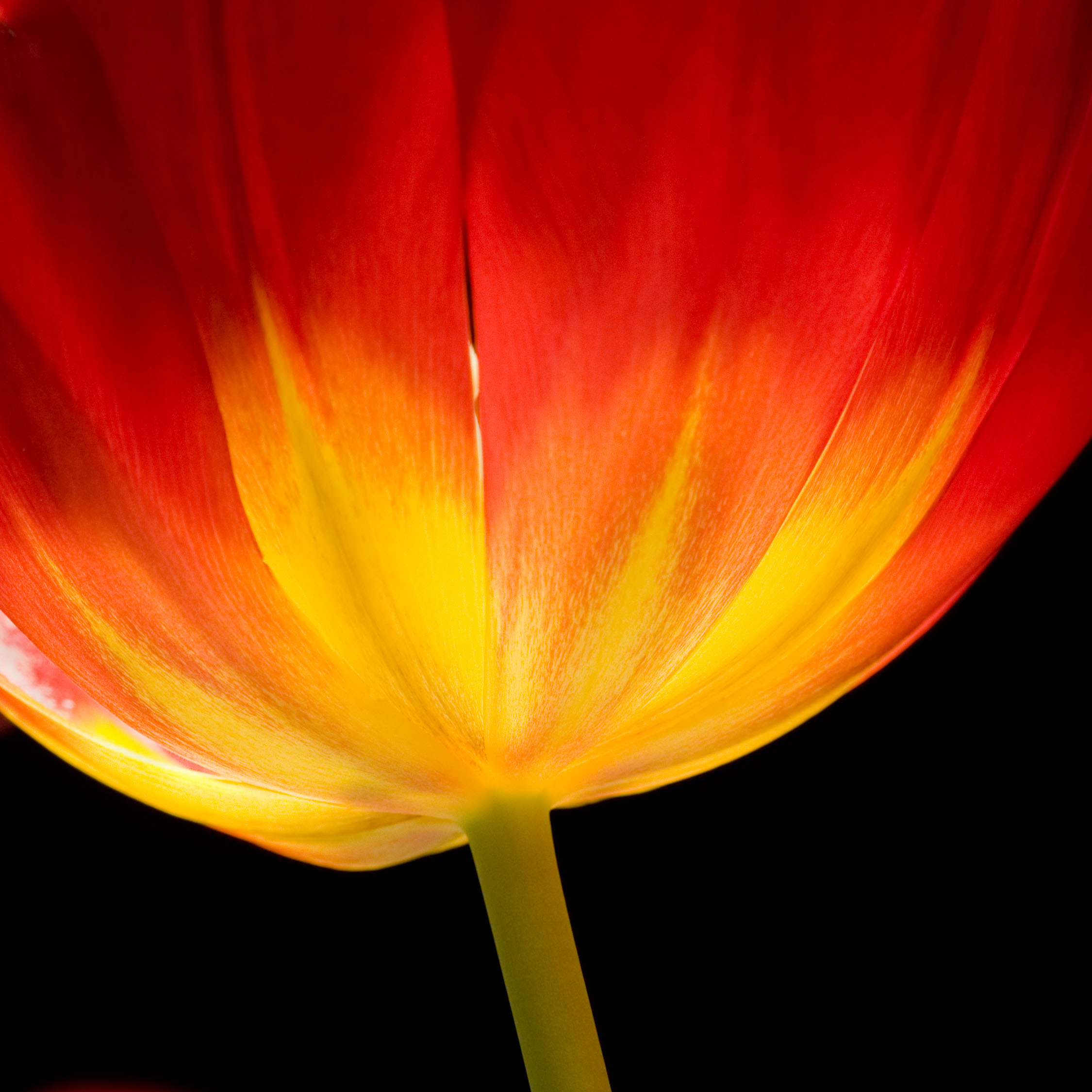 Tulip Fire