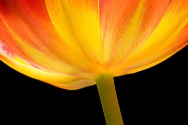 Tulip Fire