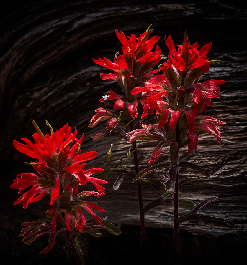 Wildflowers Canyonlands