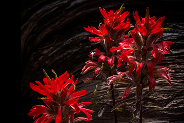 Wildflowers Canyonlands