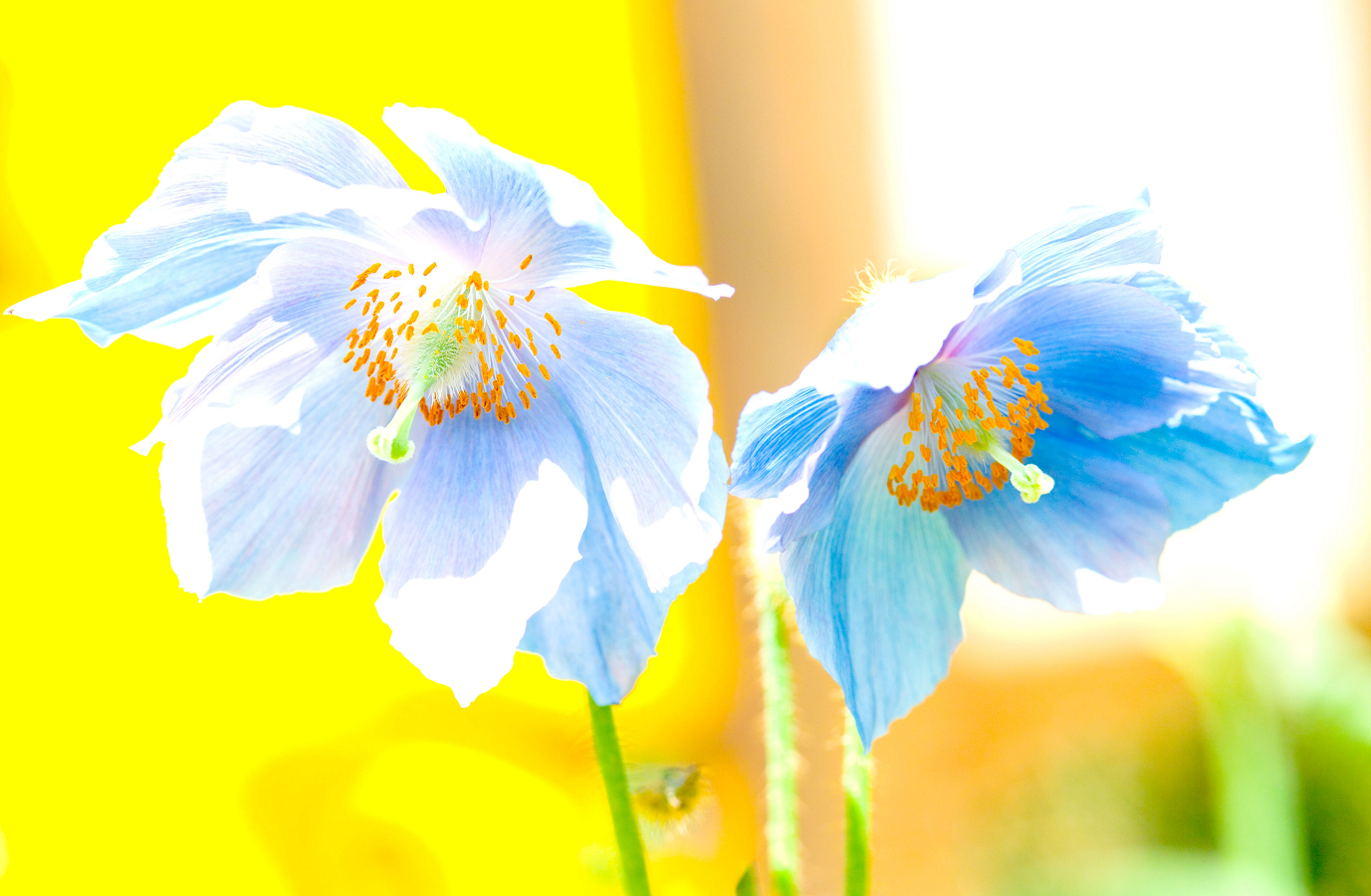 Blue Poppy Watercolor