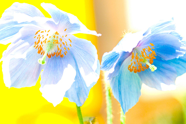 Blue Poppy Watercolor