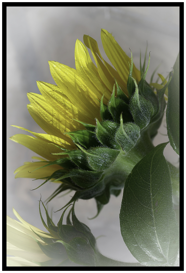 The Dark Side of a Sunflower