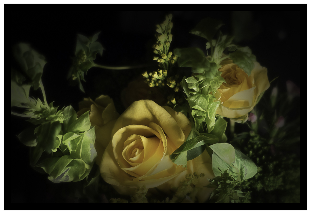 Yellow Roses