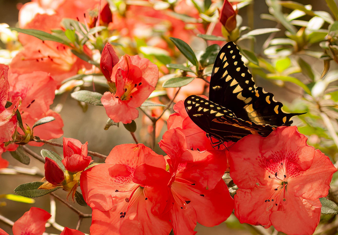 Butterfly & Azaleas