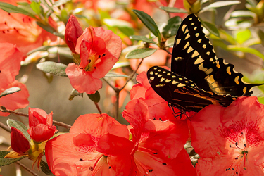 Butterfly & Azaleas