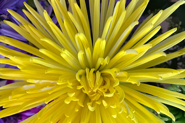 Yellow Beauty