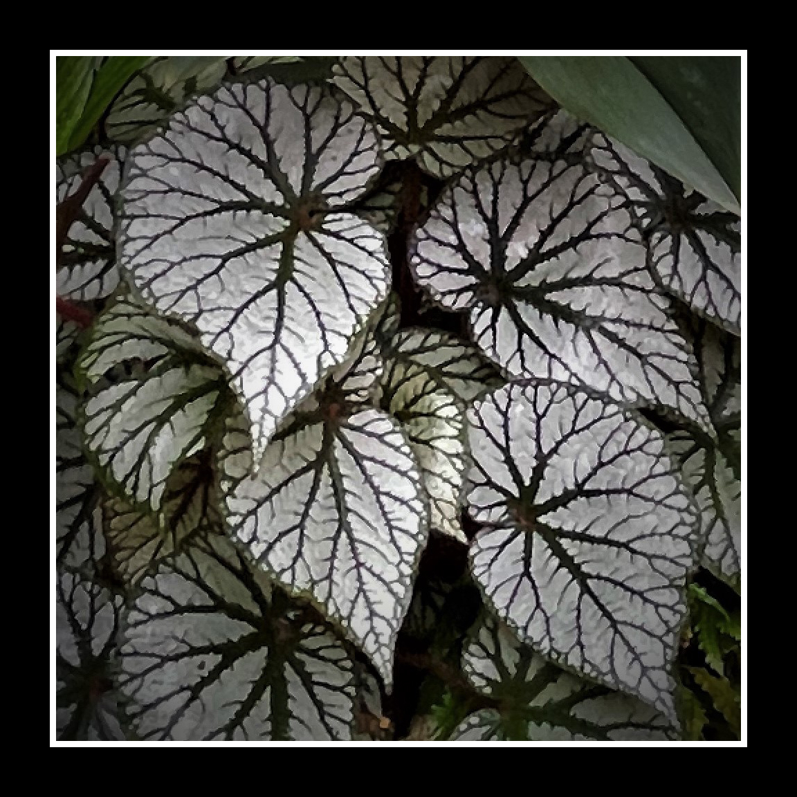 Fairchild Foliage