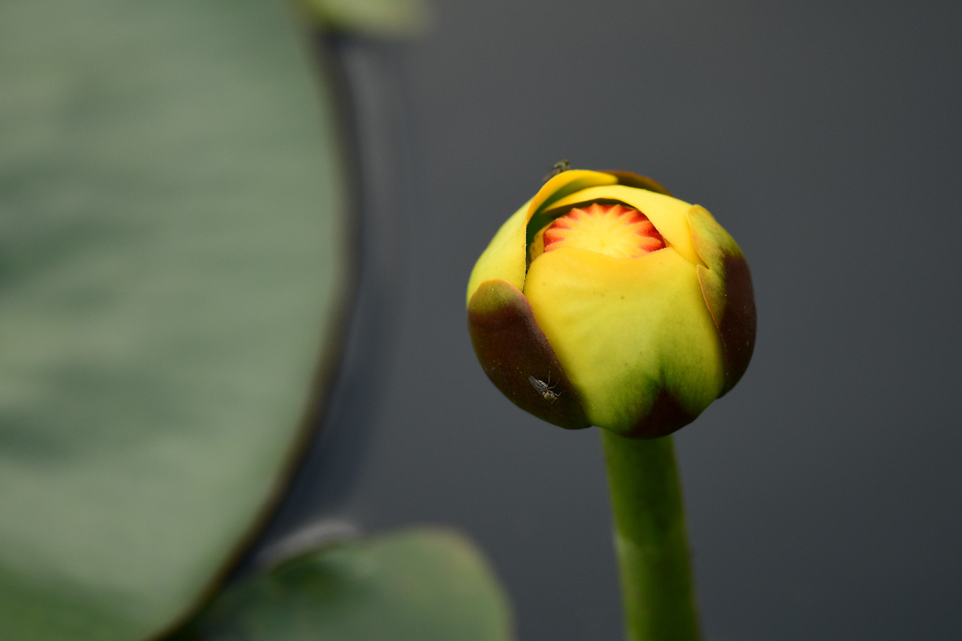 Swamp Flower Visited by Flies