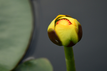 Swamp Flower Visited by Flies