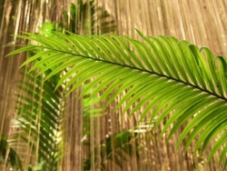 Fern in the rainforest