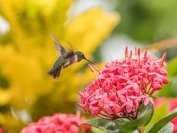 Ruby-throated humminbird