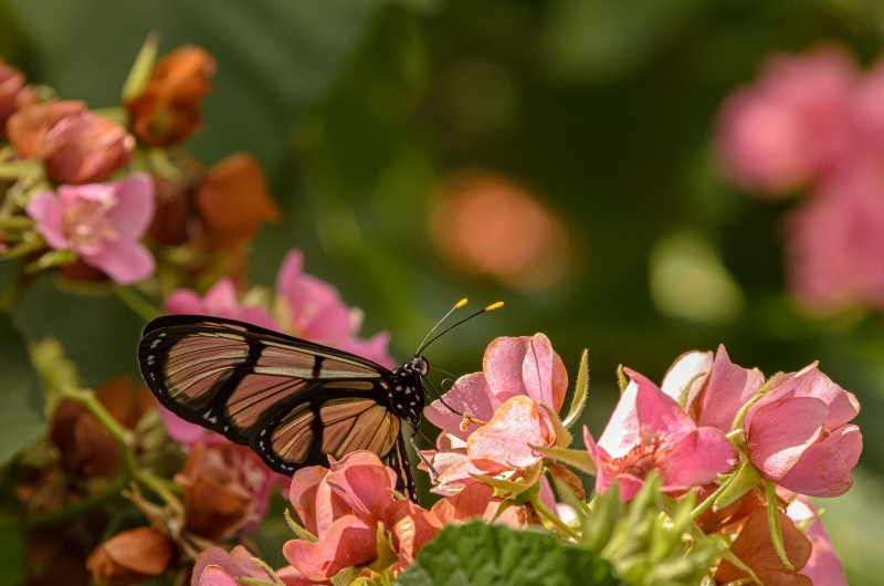 Glasswing Butterfly