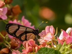 Glasswing Butterfly