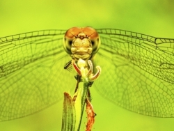 Dragonfly at Rest