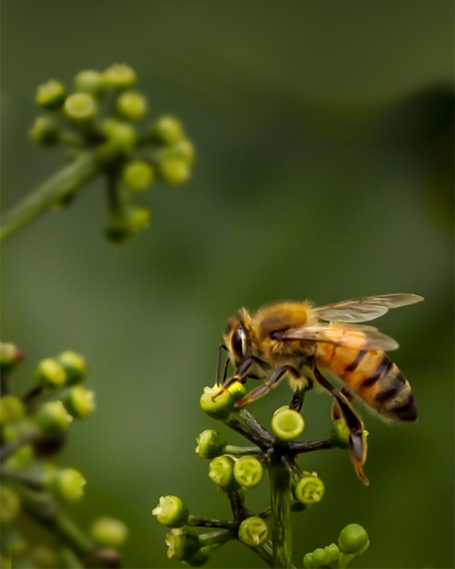 Busy Bee - FIRST PLACE MEMBER'S CHOICE (TIED)