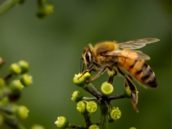 Busy Bee - FIRST PLACE MEMBER'S CHOICE (TIED)