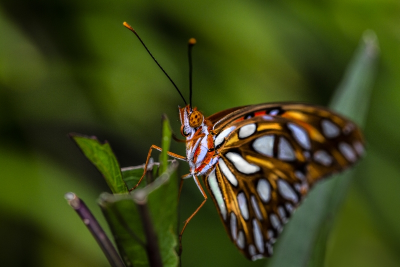 Monarch Butterfly Showing its Colors