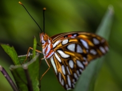 Monarch Butterfly Showing its Colors