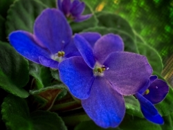 African Violet