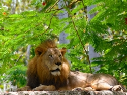 King of the Poincianas